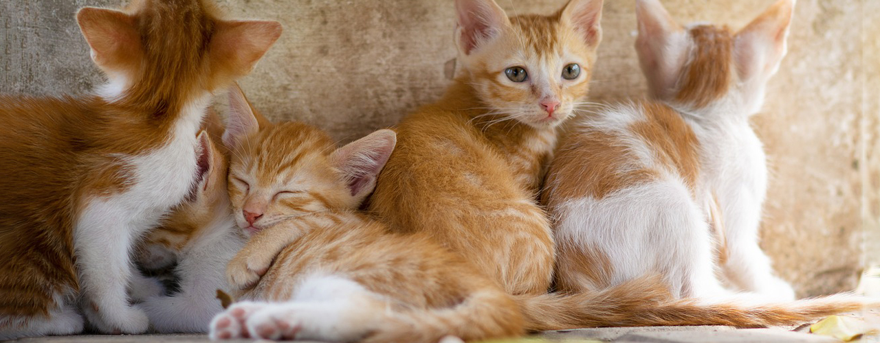 Tierarzt blu.beethoven