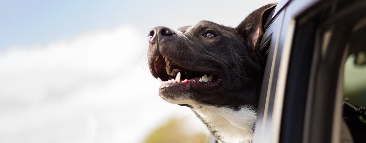 Tierarzt blu.beethoven