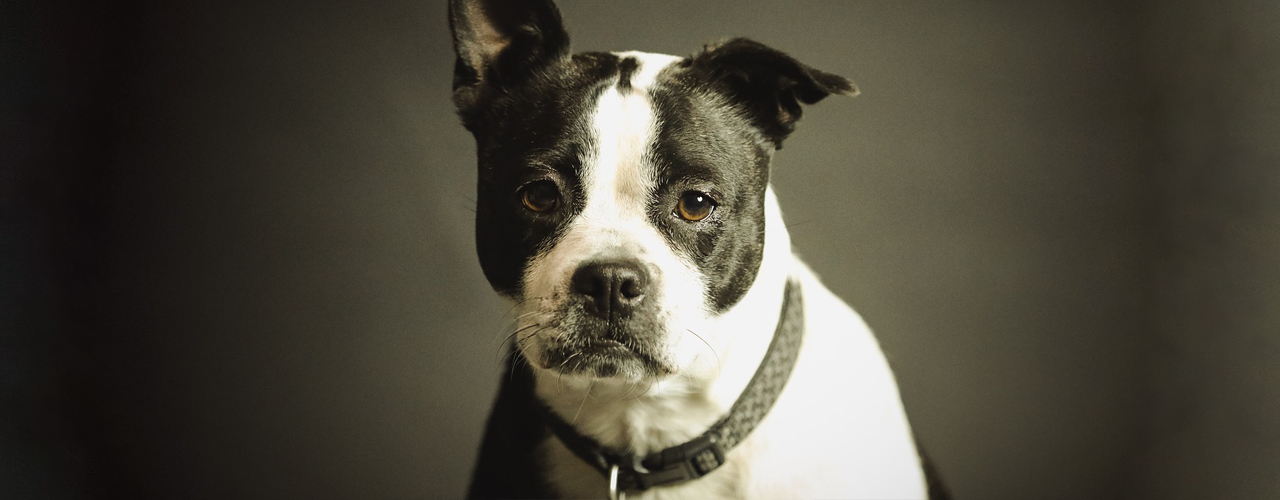 Tierarzt blu.beethoven