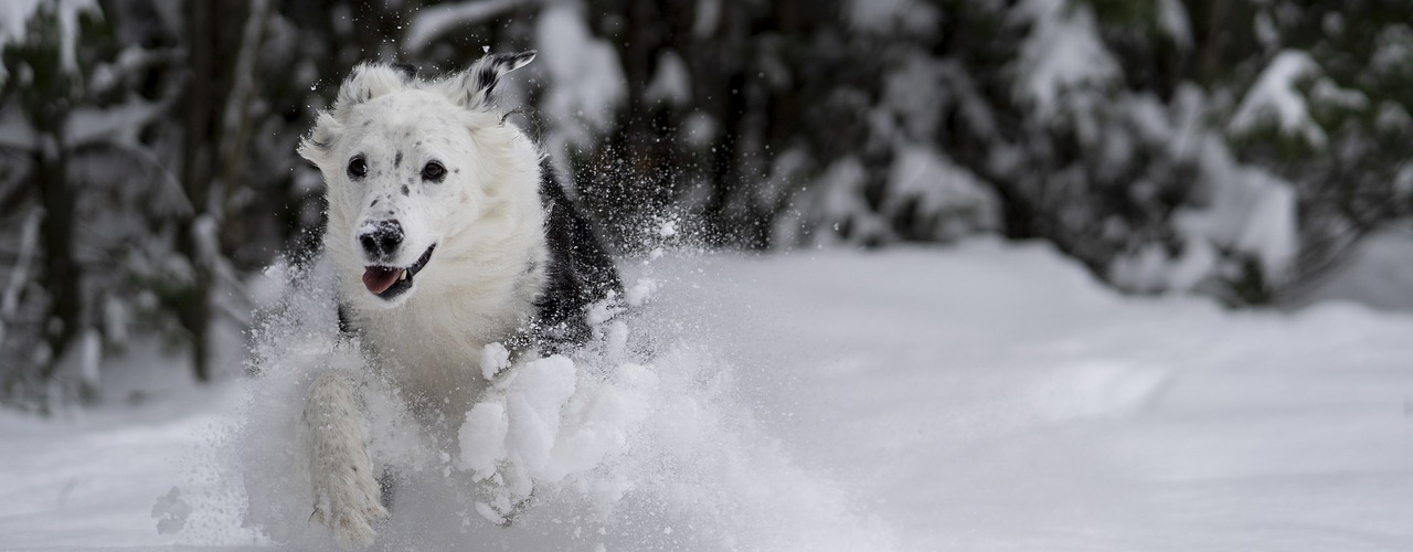 Tierarzt blu.beethoven