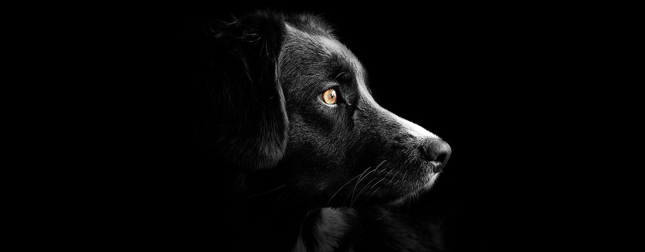 Tierarzt blu.beethoven