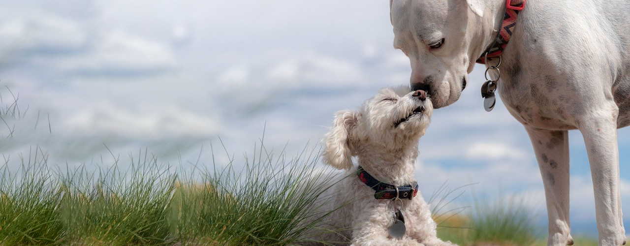 Tierarzt blu.beethoven