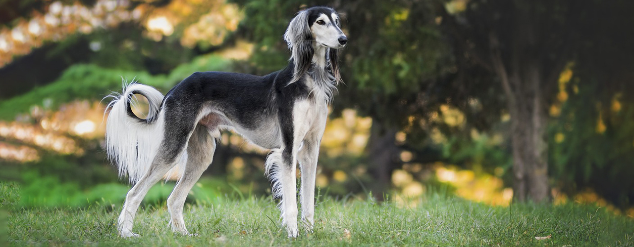 Tierarzt blu.beethoven