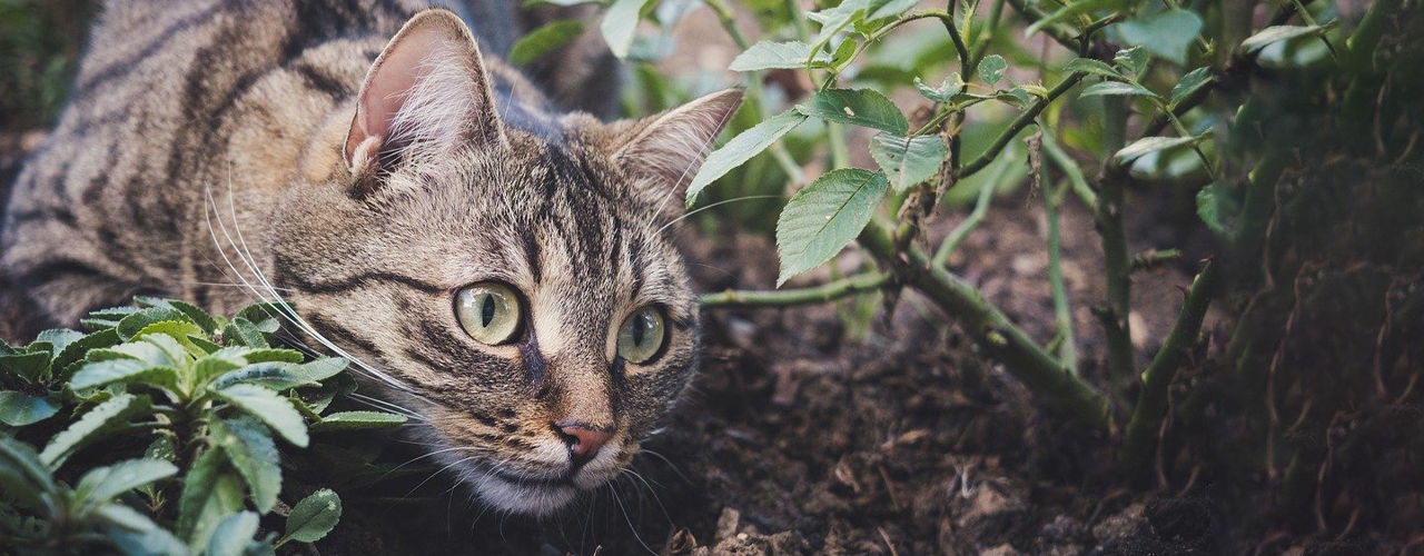 Tierarzt blu.beethoven