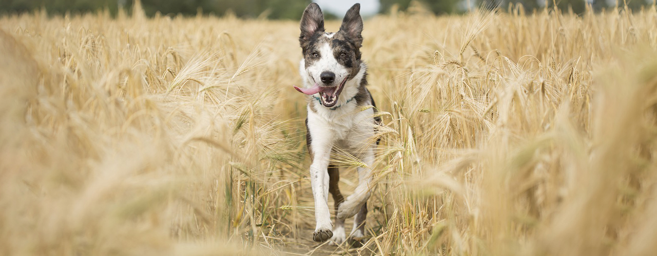 Tierarzt blu.beethoven