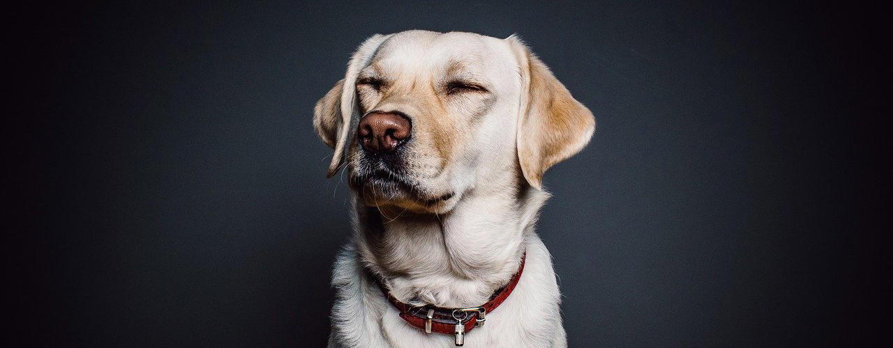 Tierarzt blu.beethoven