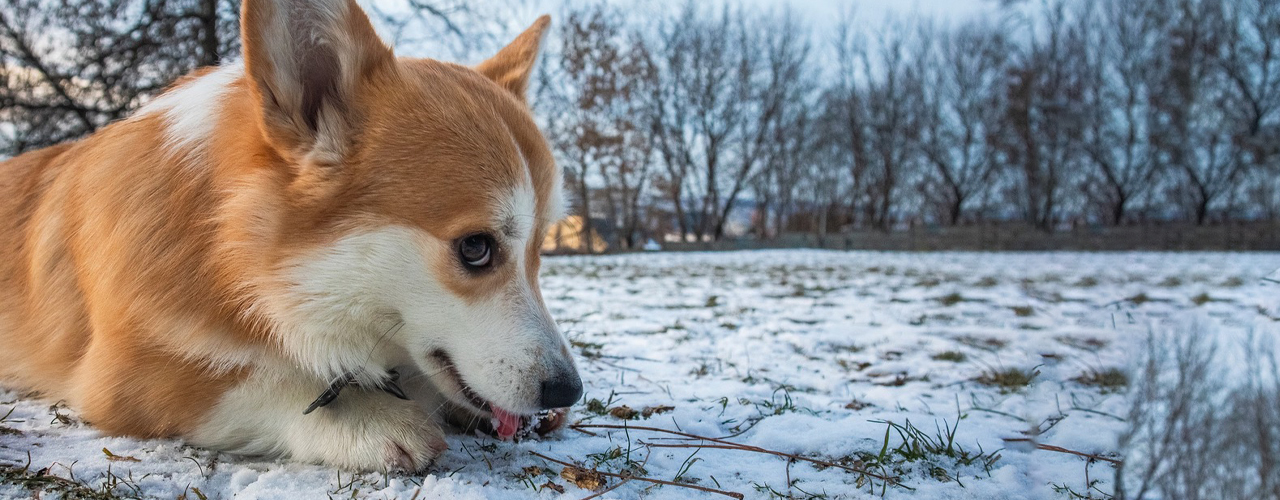 Tierarzt blu.beethoven