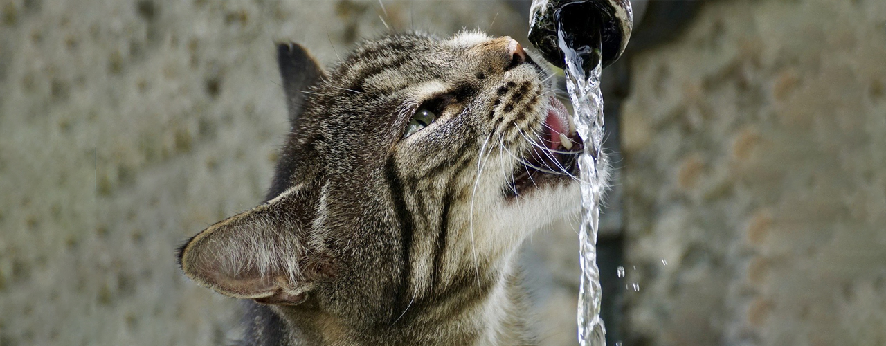 Tierarzt blu.beethoven