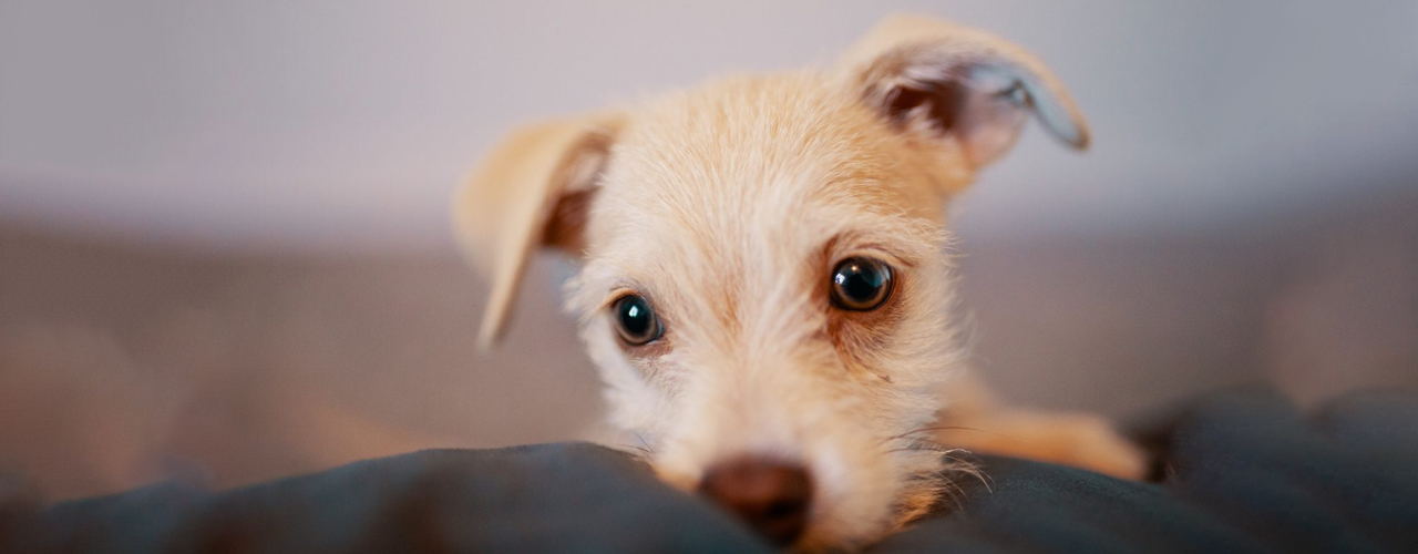 josh sorenson okxxzyfjt e unsplash 1280x1024