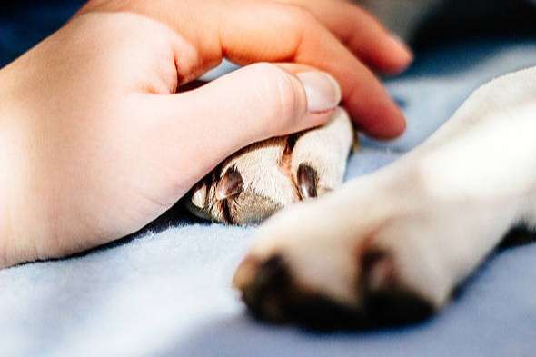 Lahmheitsuntersuchungen